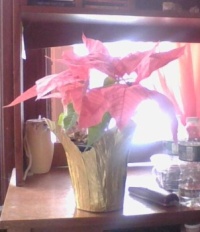 3/5/23  Christmas Poinsettia still alive