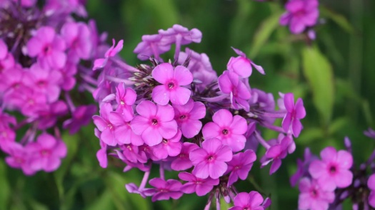 Solve Floxy (plamenky) kytky z babiččiny zahrádky jigsaw puzzle online ...