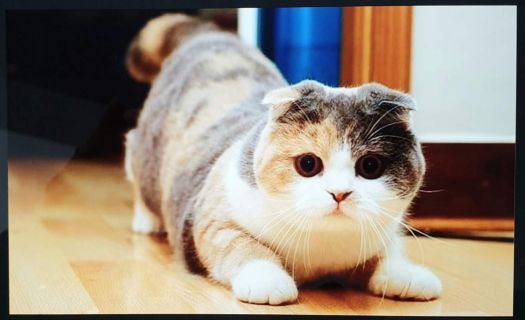 SCOTTISH FOLD MUNCHKIN