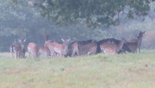 The Deer herd sheltering under an oak tree in the pouring rain.