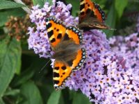 Tortoiseshell butterfly in Newcastle, N.Ireland