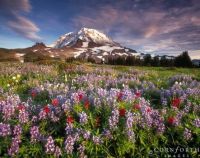 Mount Ranier and Wildflowers