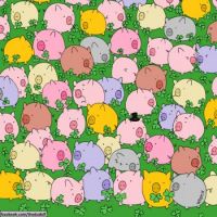 find the four leaf clover