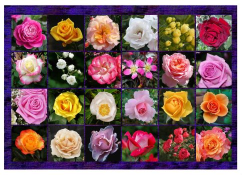 Solve a bunch of roses jigsaw puzzle online with 140 pieces