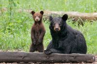 Ma and Cub