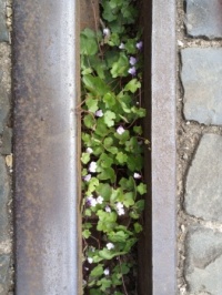 Cymbalaria muralis (ivy-leaved toadflax)
