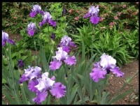Spring Flowers