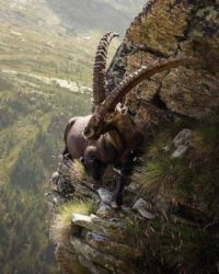 The alpine Ibex living life on the edge... literally!