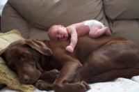 dogs-cuddling-with-babies