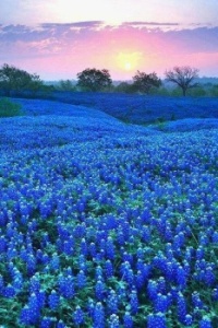 Texas Hill Bluebonnet Field
