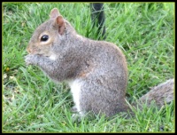 our friendly squirrel