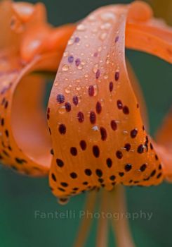 Orange Lily with waterdrops