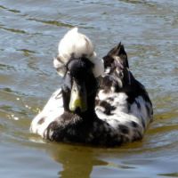 A duck with a hairdo!