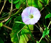 Field Bindweed