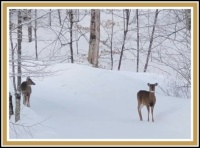 Pam's deer - March 2023