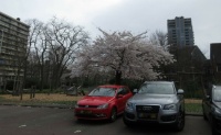 Lovely blossom trees....around the back of our street