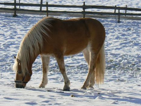 The Horse in the Snow