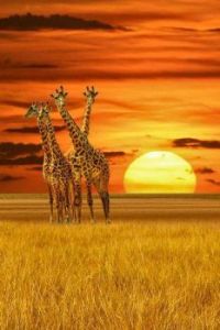 I Love Giraffes