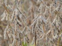 Soybeans
