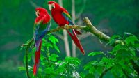 beautiful-parrots-on-tree_445