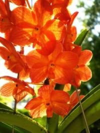 Orange Orchids