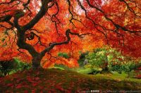 Japnese Maple