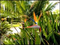 Bird of Paradise Amongst the Palms
