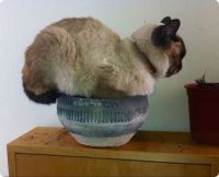 cat-in-a-bowl-seat-fit-r-default