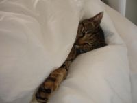 chat calin