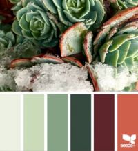 Plant - Seeds