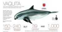 vaquita-graphic_memuco_ok