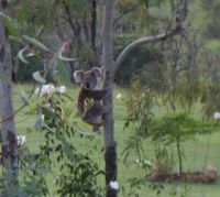 Koala in tree near the kitchen window