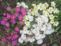 Primula