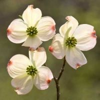 Dogwood Flowers (Mar17P42)