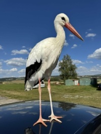 Kamil