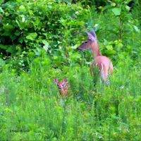 A DOE AND HER FAWN
