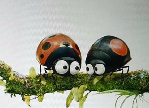 Ladybug Land