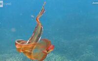Rare Blanket Octopus Spotted On Great Barrier Reef!
