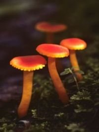 mushroom 40