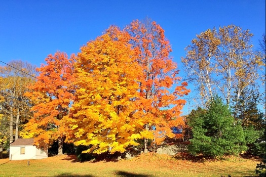 Brilliant coloured Maple tree