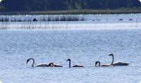 Trumpeter Swans with three growing signets
