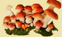 Mushrooms of Liguria, Italy