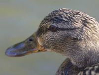 Female Mallard