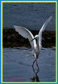 Little Egret