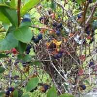 Berrie Birdies