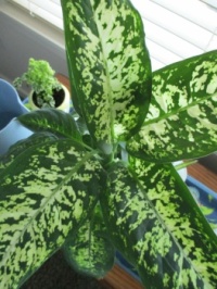 Two of my variegated plants