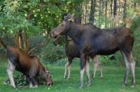 Mama moose and twins