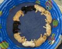 Circle of Golden Doodle puppies