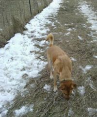 Victor sniffing grass :)