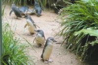 Fairy Penguins at Koala Park in Sydney
